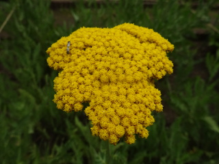 ハーブ ２ 花と空