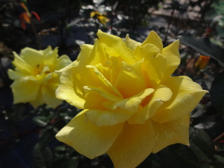 秋バラ ４ 花と空